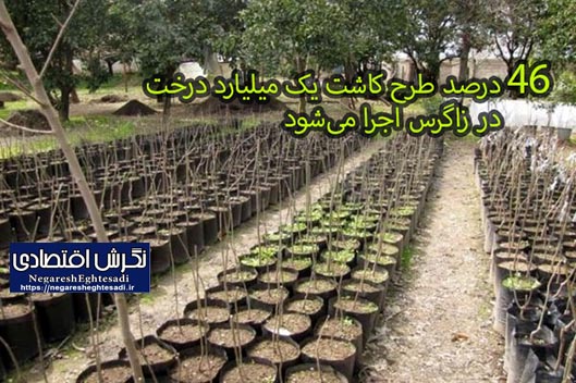 ۴۶ درصد طرح کاشت یک میلیارد درخت در زاگرس اجرا می‌شود