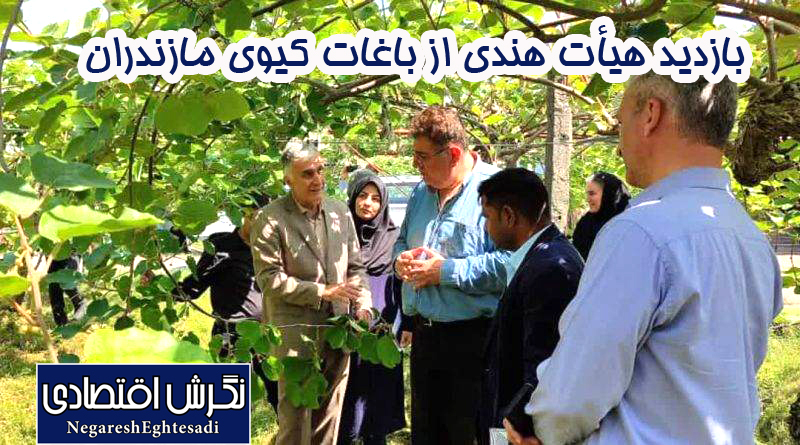 بازدید هیأت هندی از باغات کیوی مازندران