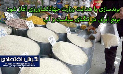  برنج ایرانی در تنگنای سیاست و آب