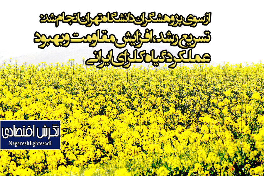 تسریع رشد، افزایش مقاومت و بهبود عملکرد گیاه کلزای ایرانی