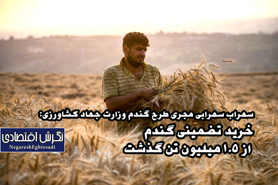 خرید تضمینی گندم از ۱.۵ میلیون تن گذشت