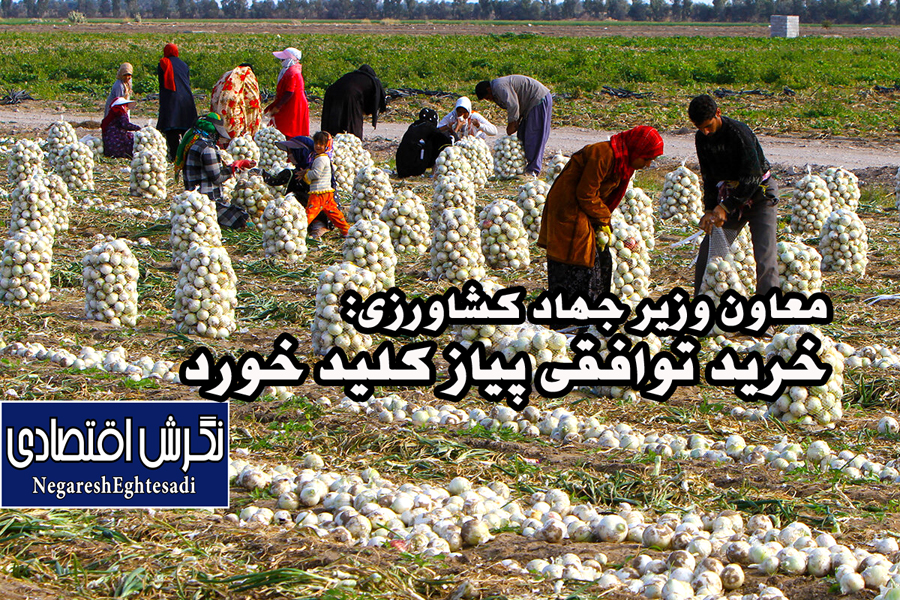 معاون وزیر جهاد کشاورزی: خرید توافقی پیاز کلید خورد