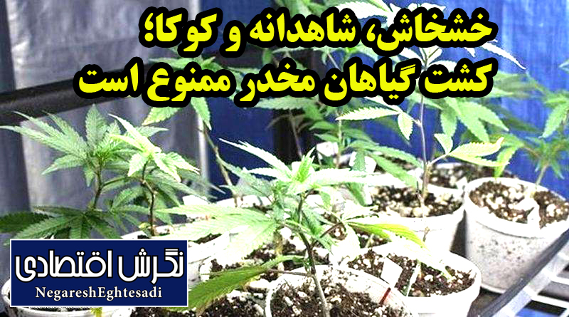 خشخاش، شاهدانه و کوکا