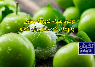 «زمرد سبز» نوبرانه بهاری باغ‌های گرمسار برای کشور