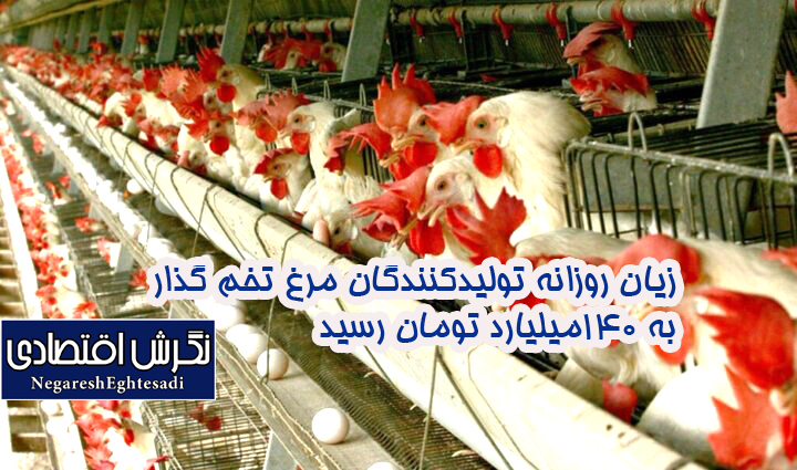زیان روزانه تولیدکنندگان مرغ تخم گذار به ۱۴۰میلیارد تومان رسید