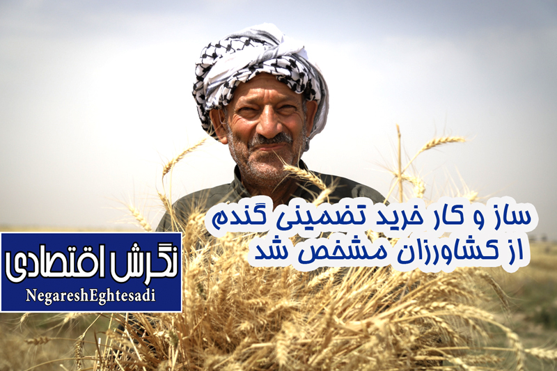 ساز و کار خرید تضمینی گندم از کشاورزان مشخص شد