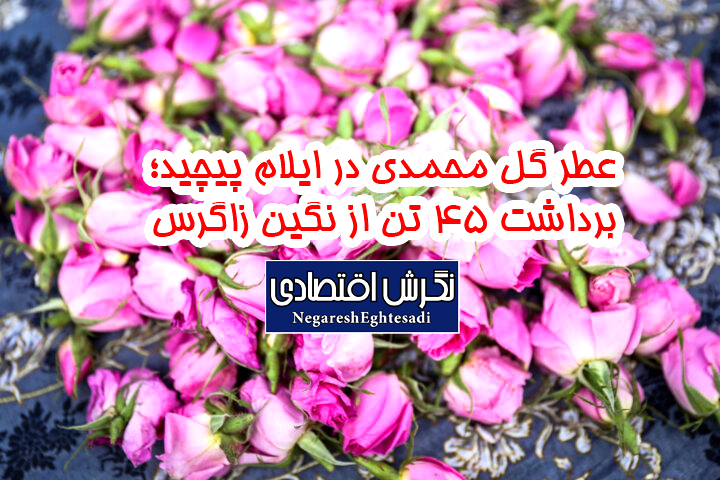 عطر گل محمدی در ایلام پیچید؛ برداشت ۴۵ تن از نگین زاگرس