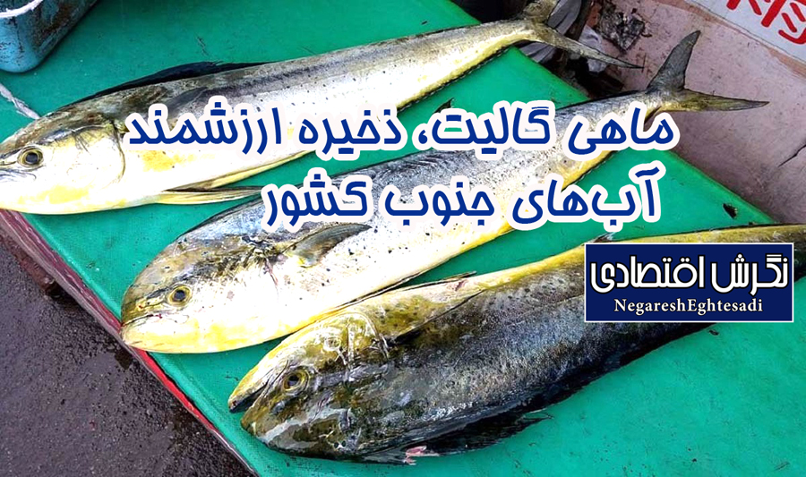 ماهی گالیت، ذخیره ارزشمند آب‌های جنوب کشور