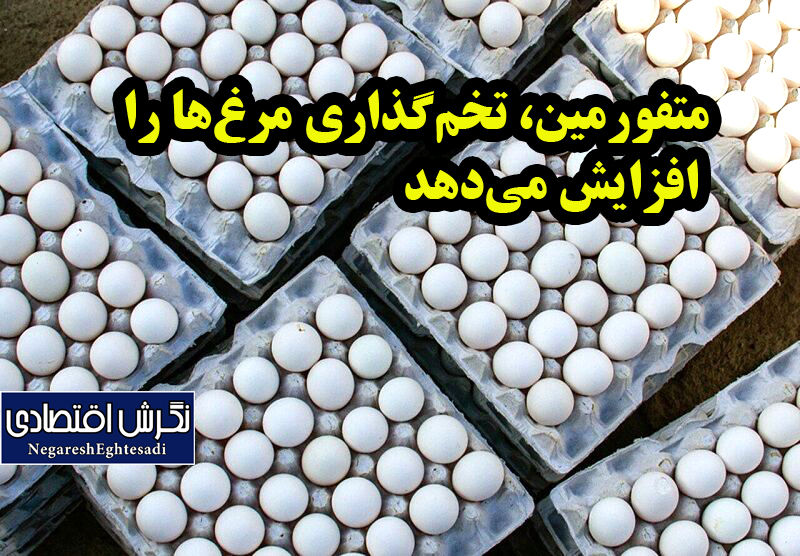 متفورمین، تخم‌گذاری مرغ‌ها را افزایش می‌دهد