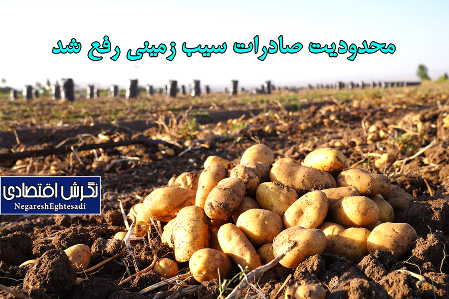 محدودیت صادرات سیب زمینی رفع شد