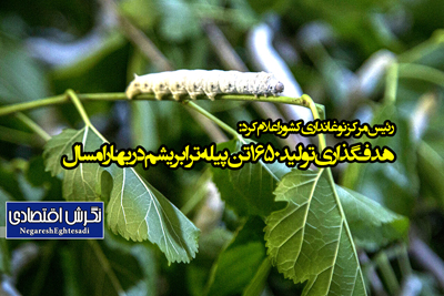 رئیس مرکز نوغانداری کشور اعلام کرد: هدفگذاری تولید ۱۶۵۰ تن پیله تر ابریشم دربهار امسال