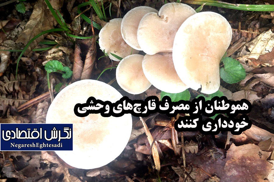 هموطنان از مصرف قارچ‌های وحشی خودداری کنند