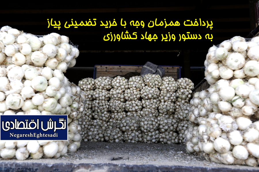 پرداخت همزمان وجه با خرید تضمینی پیاز به دستور وزیر جهاد کشاورزی