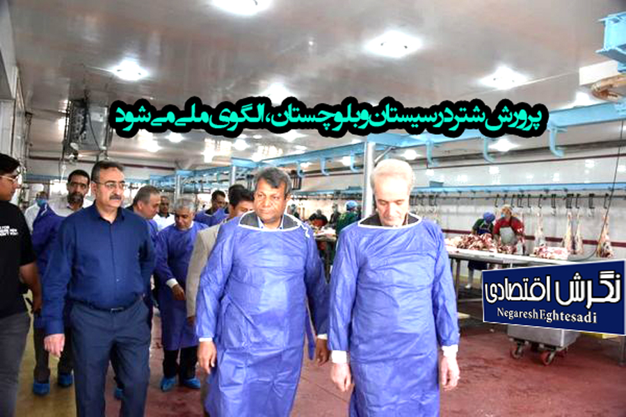 پرورش شتر در سیستان و بلوچستان، الگوی ملی می‌شود