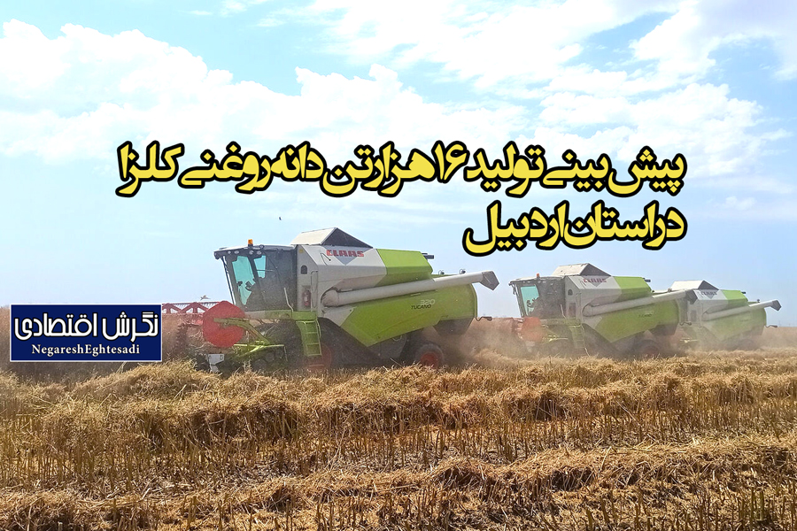 پیش‌بینی تولید ۱۶ هزار تن دانه روغنی کلزا در استان اردبیل