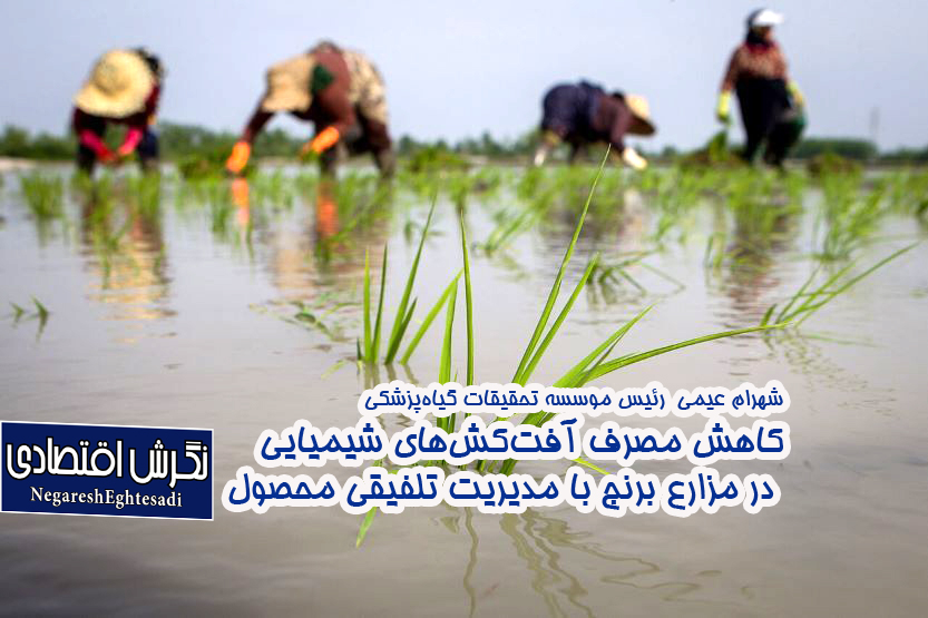 شهرام عیمی رئیس موسسه تحقیقات گیاه‌پزشکی کاهش مصرف آفت‌کش‌های شیمیایی در مزارع برنج با مدیریت تلفیقی محصول