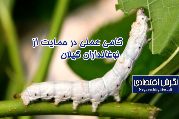 گامی عملی در حمایت از نوغانداران گیلان