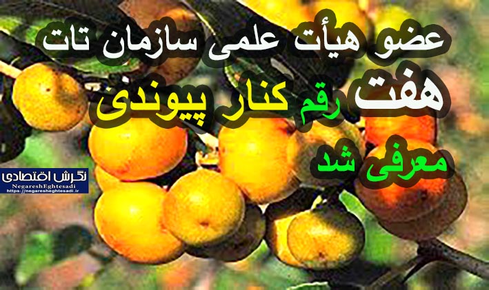 عضو هیأت علمی سازمان تات: ۷ رقم کنار پیوندی معرفی شد