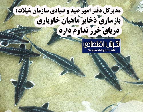 مدیرکل دفتر امور صید و صیادی سازمان شیلات: بازسازی ذخایر ماهیان خاویاری دریای خزر تداوم دارد