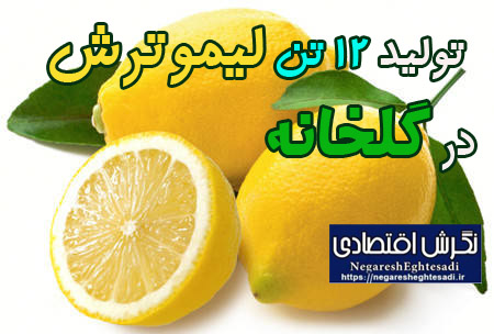  تولید ۱۲ تن لیموترش در گلخانه‌
