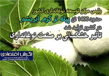 حدود ۱۴۰۰ تن پیله تر کرم ابریشم در کشور تولید شد