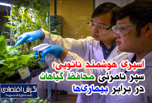 اسپری هوشمند نانویی؛ سپر نامرئی محافظ گیاهان در برابر بیماری‌ها