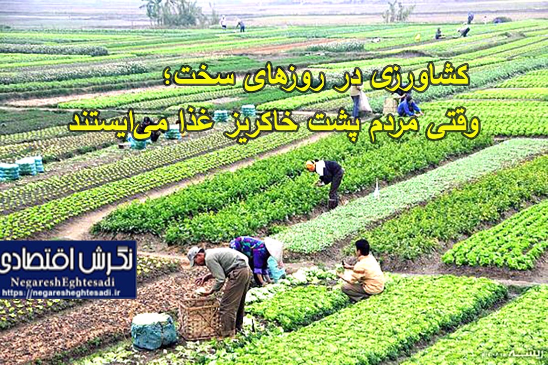 کشاورزی در روزهای سخت؛ وقتی مردم پشت خاکریز غذا می‌ایستند