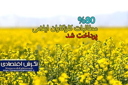 ۸۰ درصد مطالبات کلزاکاران ایلامی پرداخت شد