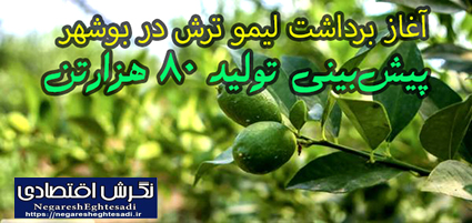 آغاز برداشت لیمو ترش در بوشهر