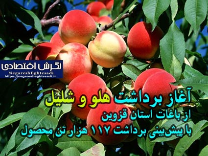 آغاز برداشت هلو و شلیل از باغات استان قزوین با پیش‌بینی برداشت ۱۱۷ هزار تن محصول