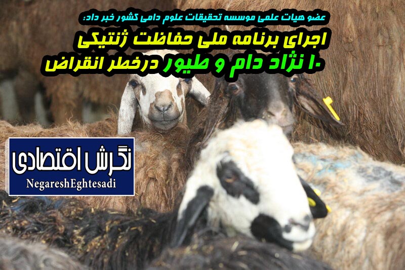 عضو هیات علمی موسسه تحقیقات علوم دامی کشور خبر داد: اجرای برنامه ملی حفاظت ژنتیکی ۱۰ نژاد دام و طیور درخطر انقراض