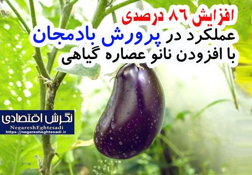 افزایش ۸۶ درصدی عملکرد در پرورش بادمجان با افزودن نانو عصاره گیاهی