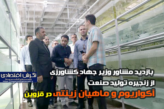 بازدید مشاور وزیر جهاد کشاورزی از زنجیره تولید صنعت آکواریوم و ماهیان زینتی در قزوین