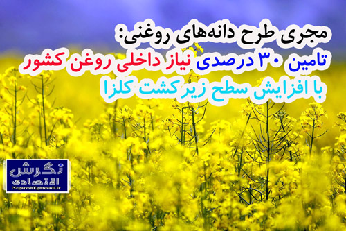 مجری طرح دانه‌های روغنی: تامین ۳۰ درصدی نیاز داخلی روغن کشور با افزایش سطح زیرکشت کلزا