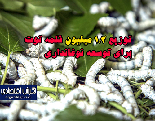 توزیع ۱.۳ میلیون قلمه توت برای توسعه نوغانداری