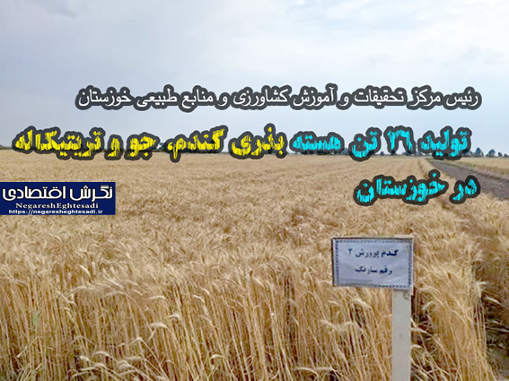 تولید ۲۶ تن هسته بذری گندم، جو و تریتیکاله در خوزستان