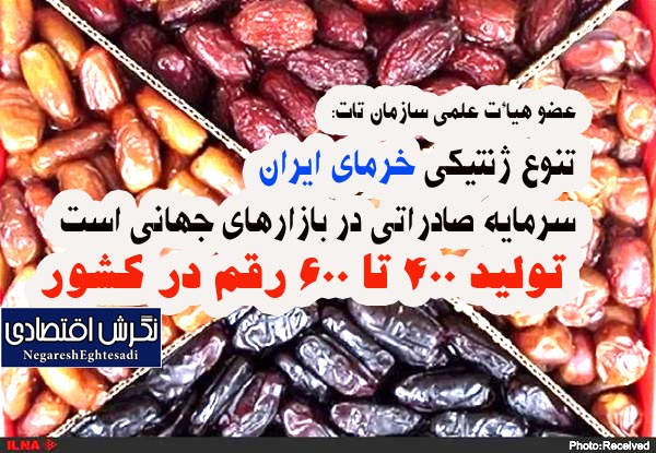 عضو هیأت علمی سازمان تات: تنوع ژنتیکی خرمای ایران سرمایه صادراتی در بازارهای جهانی است  تولید ۴۰۰ تا ۶۰۰ رقم در کشور