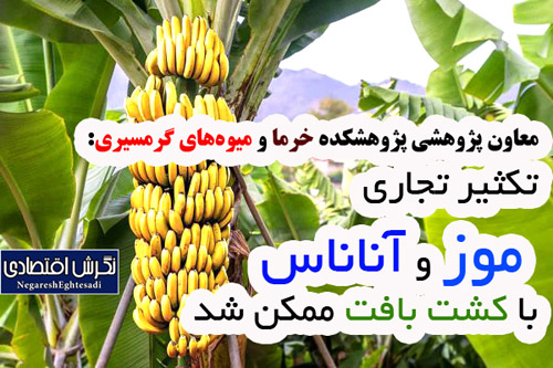 تکثیر تجاری موز و آناناس با کشت بافت ممکن شد
