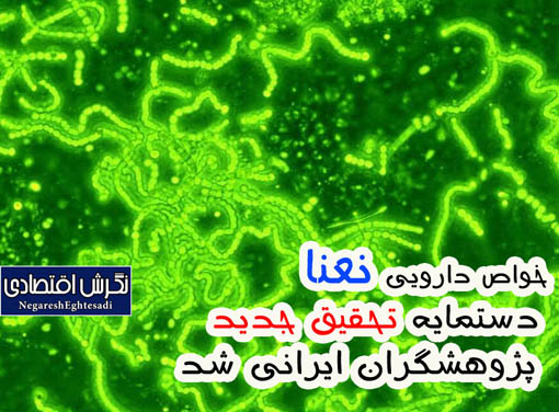 خواص دارویی نعنا دستمایه تحقیق جدید پژوهشگران ایرانی شد