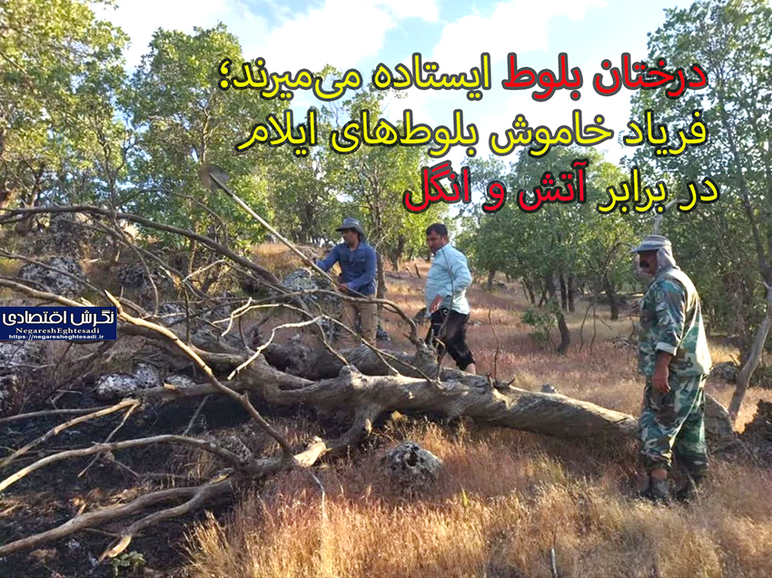 درختان بلوط ایستاده می‌میرند؛ فریاد خاموش بلوط‌های ایلام در برابر آتش و انگل