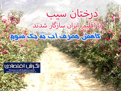 درختان سیب با اقلیم ایران سازگار شدند  کاهش مصرف آب به یک سوم