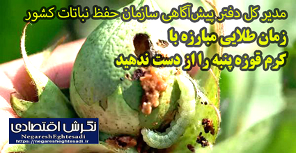 مدیر کل دفتر پیش‌آگاهی سازمان حفظ نباتات کشور: زمان طلایی مبارزه با کرم قوزه پنبه را از دست ندهید