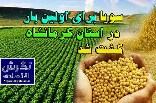 سویا برای اولین بار در استان کرمانشاه کشت شد