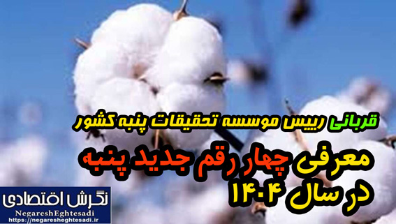 معرفی چهار رقم جدید پنبه در سال ۱۴۰۴