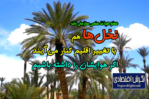 عضو هیأت علمی سازمان تات: نخل‌ها هم با تغییر اقلیم کنار می‌آیند اگر هوایشان را داشته باشیم