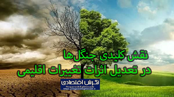 نقش کلیدی جنگل‌ها در تعدیل اثرات تغییرات اقلیمی