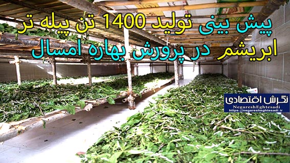 پیش بینی تولید ۱۴۰۰ تن پیله تر ابریشم در پرورش بهاره امسال