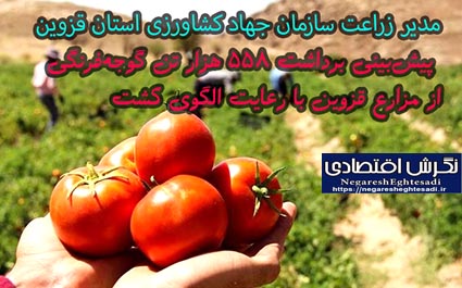 مدیر زراعت سازمان جهاد کشاورزی استان قزوین پیش‌بینی برداشت ۵۵۸ هزار تن گوجه‌فرنگی از مزارع قزوین با رعایت الگوی کشت