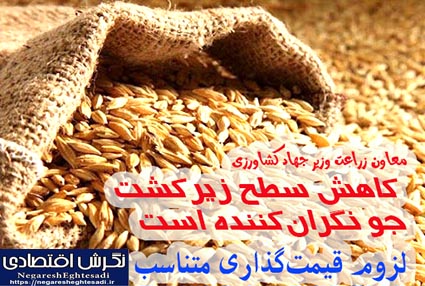 کاهش سطح زیرکشت جو نگران‌کننده است