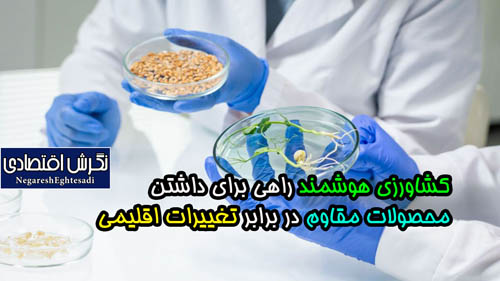 کشاورزی هوشمند راهی برای داشتن محصولات مقاوم در برابر تغییرات اقلیمی